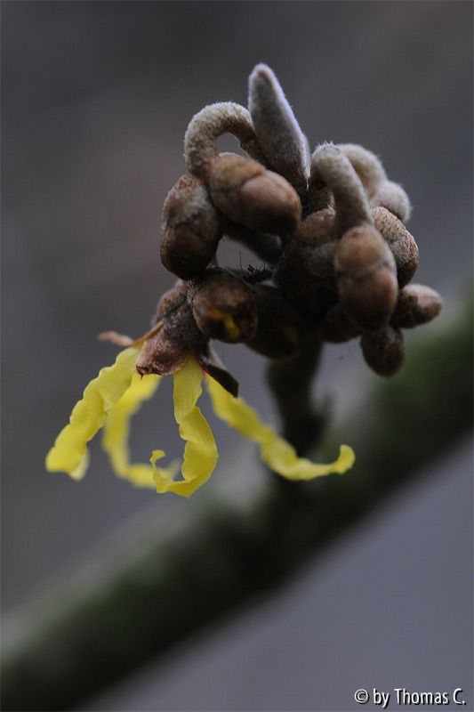 Erste Hamamelis-Blüte