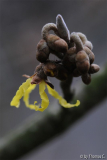 Erste Hamamelis-Blüte