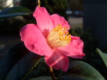 CIMG1527_600x600_100KB.jpg