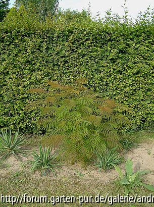 Albizia julibrissin