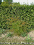 Albizia julibrissin