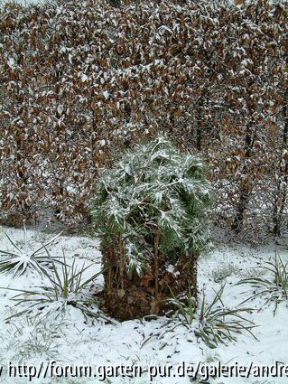 Albizia julibrissin