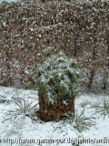 Albizia julibrissin