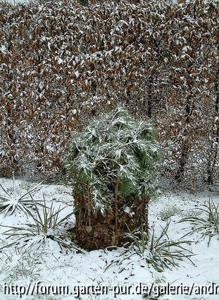 Albizia julibrissin