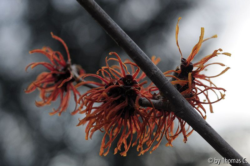 Feuerzauberblüte 01