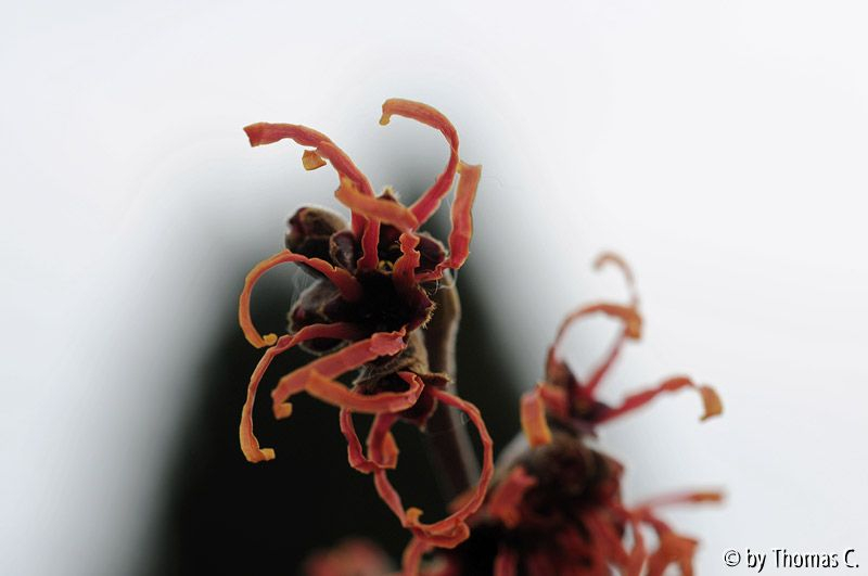 Feuerzauberblüte 02