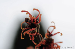 Feuerzauberblüte 02