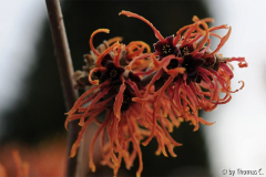 Feuerzauberblüte 03