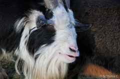Ziegenbock