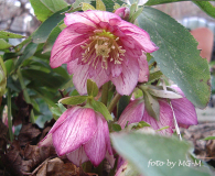 Helleborus anemonenblütig