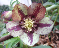 Helleborus anemonenblütig grün-rot