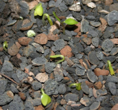 Asarum maximum - Sämlinge