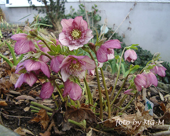 Helleborus anemonenblütig