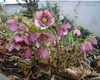 Helleborus anemonenblütig