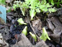Eranthis 'Schwefelglanz'