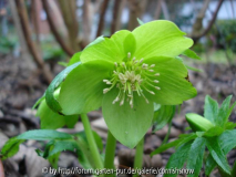 Helleborus viridis - 12.01.2008