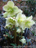 Helleborus x Balardii I