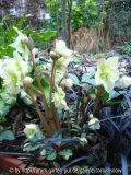 Helleborus x Balardii II