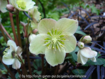 Helleborus x Balardii III