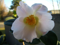 CIMG1531_600x600_100KB.jpg