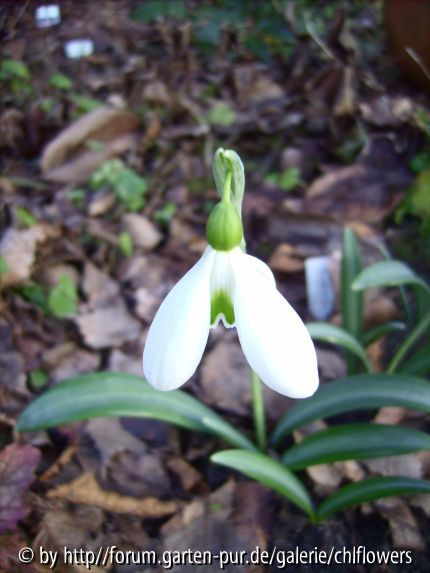 G. plicatus Collossus