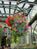 HangingBasket_InveraryCastel