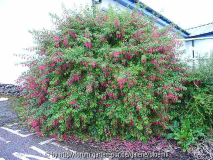 Fuchsie