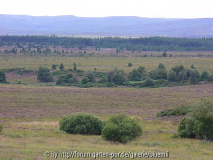 Hochmoor