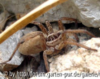 lycosa.jpg