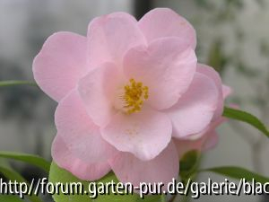 Camellia Japonica Berenice Boddy
