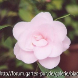 Camellia japonica Fleur Dipater