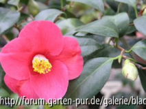 Camellia Jap.Unryu