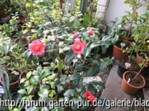 Camellia Jap. Unryu Pfl.
