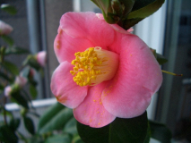 CIMG1532_600x600_100KB.jpg