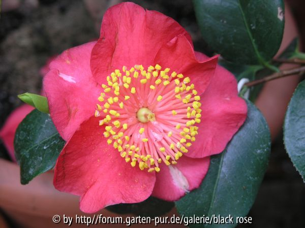 C. Jap. Hiodoshi
