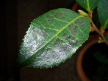 CIMG1538_600x600_100KB.jpg
