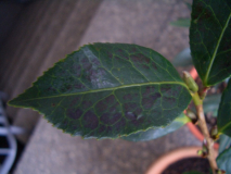 CIMG1540_600x600_100KB.jpg
