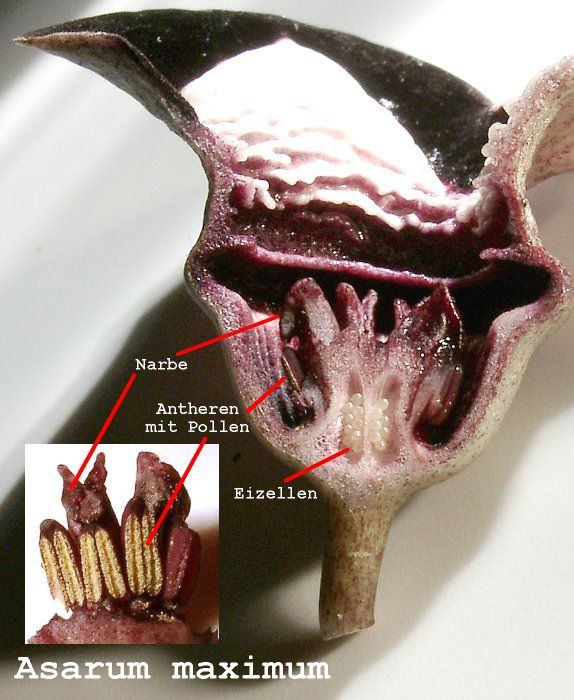 Asarum maximum - Blütenaufbau