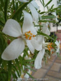 choysia ternata 