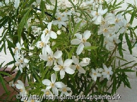 choysia ternata 