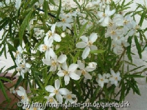 choysia ternata "Aztec-Pearl"