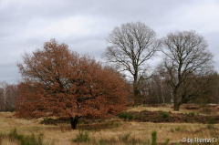Wahner Heide 01