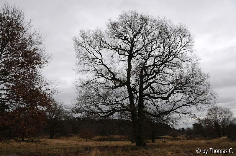 Wahner Heide 02