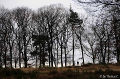 Wahner Heide 03