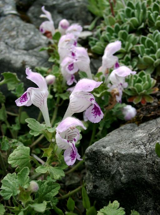 Lamium sandrasicum