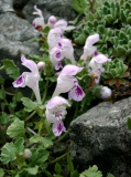 Lamium sandrasicum (?)