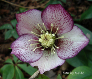 Helleborus Smlg, eigen