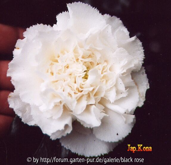 Camellia japonika Kona