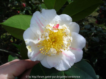 japonica 'Nioi-Fubuki' I