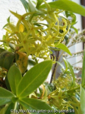 daphne pontica